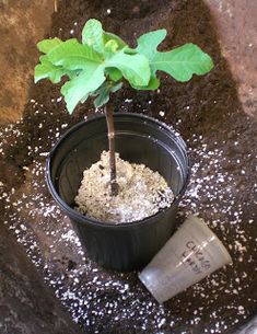 a small plant in a black pot with dirt on the ground next to it,