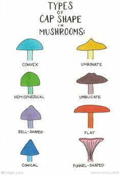 the different types of caps in mushrooms