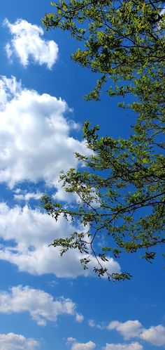 an airplane is flying in the blue sky with white clouds and green leaves on it