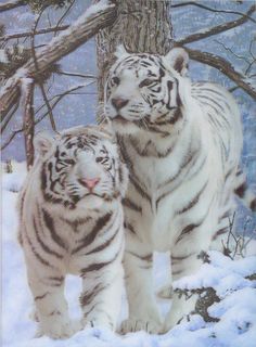 two white tigers standing next to each other on snow covered ground with trees in the background