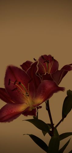 a red flower sitting on top of a green leafy plant next to a brown wall