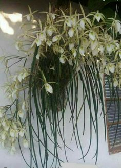 white flowers are growing on the side of a building with long green stems in front of it