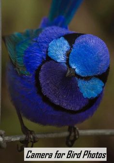 a blue and black bird sitting on top of a tree branch with the words camera for bird photos written below it