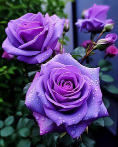 two purple roses with water droplets on them