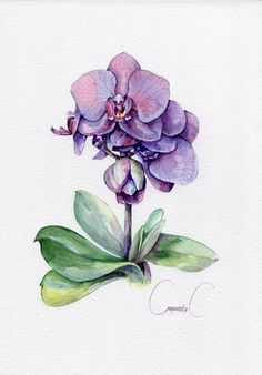 a watercolor painting of a purple flower