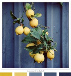 a bunch of lemons hanging from a tree in front of a blue metal wall