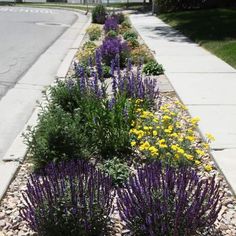 purple and yellow flowers line the side of a sidewalk