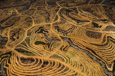 an aerial view of a field with many rows of trees in the middle of it