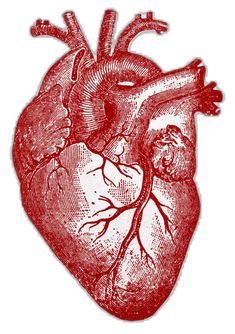 a drawing of the human heart