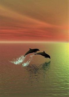 two dolphins jumping out of the water at sunset