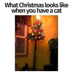 a cat is sitting in front of a christmas tree with lights on it and the caption reads, what christmas looks like when you have a cat