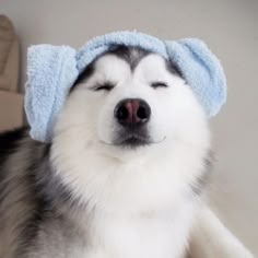 a white and gray dog wearing a blue towel on top of it's head