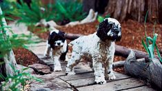 two black and white dogs standing on a wooden walkway in a garden area next to trees