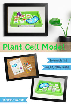 an image of a plant cell model displayed in front of a framed photo with markers and pencils