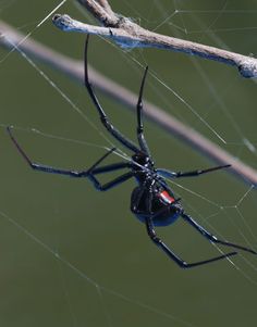 a large black spider sitting on top of a web