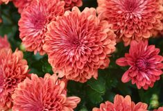 many red flowers with green leaves in the background