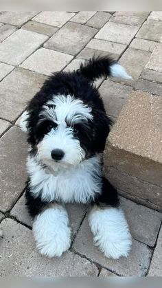 a small black and white dog laying on top of a stone floor next to a brick wall