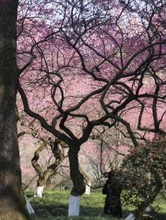 the trees are blooming with pink blossoms in the background, and one person is walking through the grass