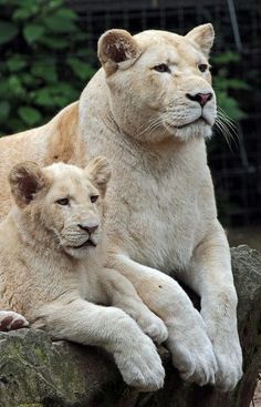 two white lions sitting on top of a rock