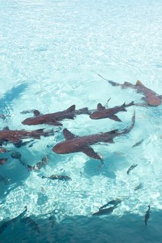 a group of sharks swimming in the ocean