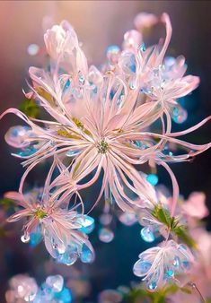 an image of flowers with water droplets on them