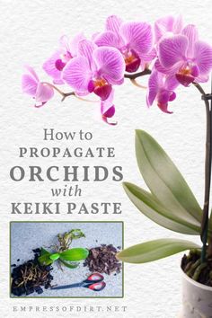 an orchid in a pot with the title how to propagate orchids with keiki pastee