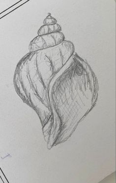 a pencil drawing of a seashell