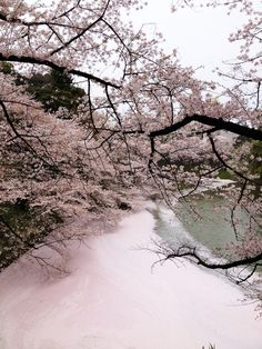 the water is pink in color and it's surrounded by trees with white flowers