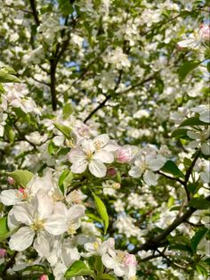 an apple tree with lots of white flowers in the foreground and blue sky in the background