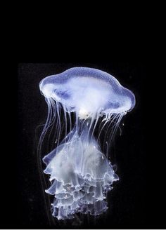 a white jellyfish floating in the water