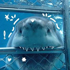 a close up of a dolphin behind a fence with hearts drawn on it's face