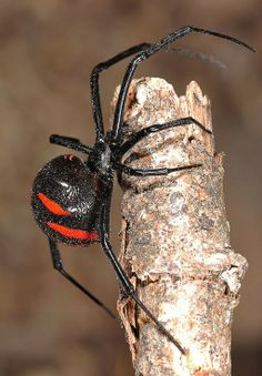 a red and black spider sitting on top of a tree branch