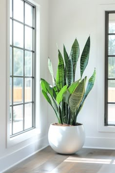 a large potted plant sitting on top of a wooden floor next to a window