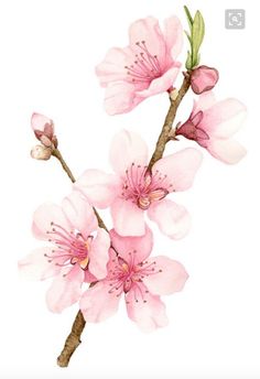 a painting of pink flowers on a branch with leaves and buds in the foreground