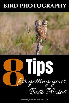 an owl sitting on top of a wooden post with the words 8 tips for getting your best photos