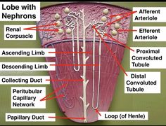 an image of the inside of a human body with labels on its structures and functions