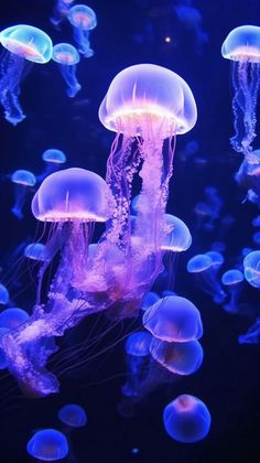 many jellyfish are floating in the water