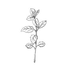 Spearmint Tattoo, Peppermint Tattoo, Mint Leaves Tattoo, Peppermint Drawing, Peppermint Plant Drawing, Pepermint Plant, Peppermint Plant, Peppermint Leaf, Peppermint Illustration