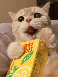 a cat is holding a carton of orange juice in it's paws and yawning