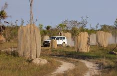 a white truck driving down a dirt road next to tall grass covered trees and palm trees