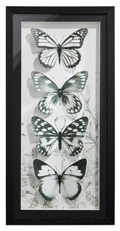 three butterflies mounted in a black frame