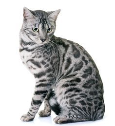 a gray and black cat sitting on top of a white floor