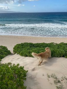 a dog is walking on the sand near the water and grass at the beach with waves in the background