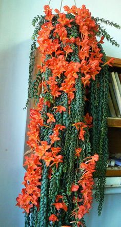 an orange flower hanging from the side of a book shelf next to a bookshelf