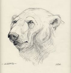 a pencil drawing of a bear's head