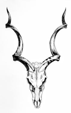 a black and white drawing of a deer's skull with long horns on it