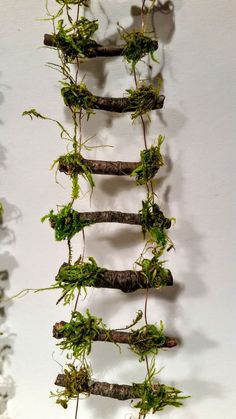 some branches with moss growing on them hanging from the wall in front of a white wall