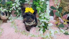 a small dog with a yellow bow on it's head sitting in front of flowers