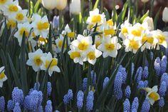 many white and yellow flowers are in the grass near some blue plants with green leaves