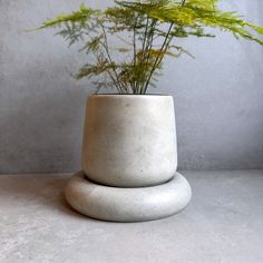 a plant in a white vase sitting on top of a table